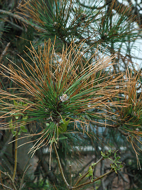 Diplodia tip blight (Diplodia pinea) on an old, stressed Austrain Pine.